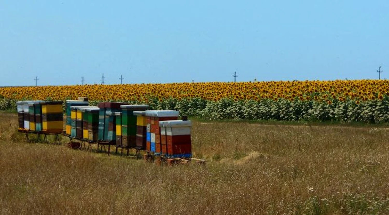 Незареєстровані пасіки ускладнюють роботу агросектору