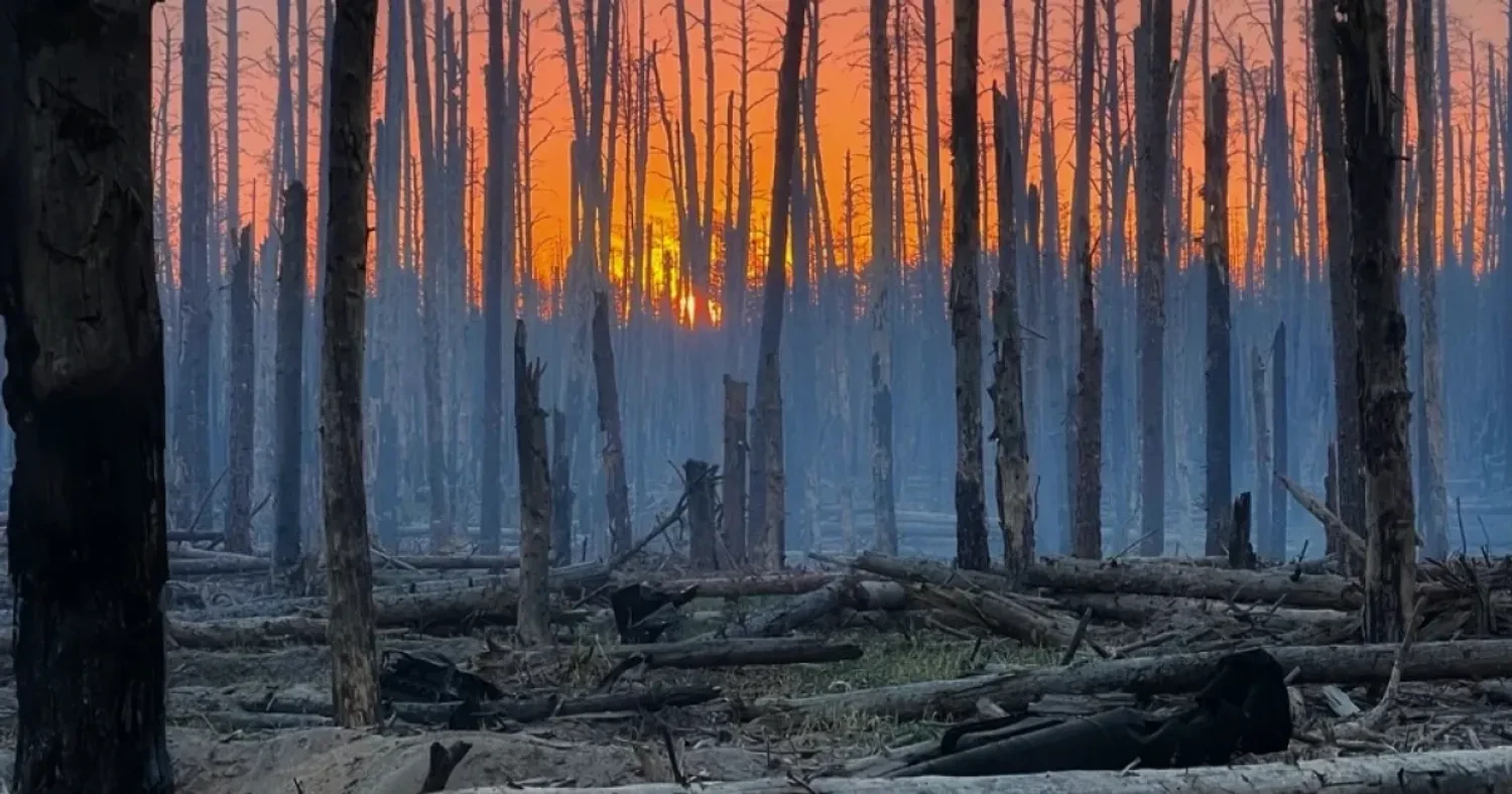 Довкілля та війна: що відбувається з українськими лісами, степами та заповідниками