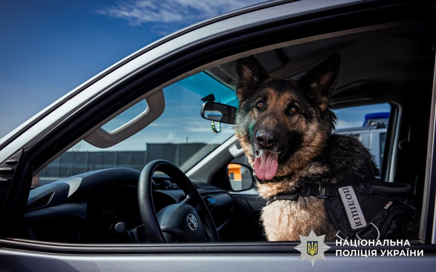 На службі у поліції майже 900 собак – розкрили деталі їх роботи